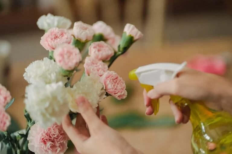 A person spraying water on pink and white carnations, a perfect example of caring for flowers after ordering them.